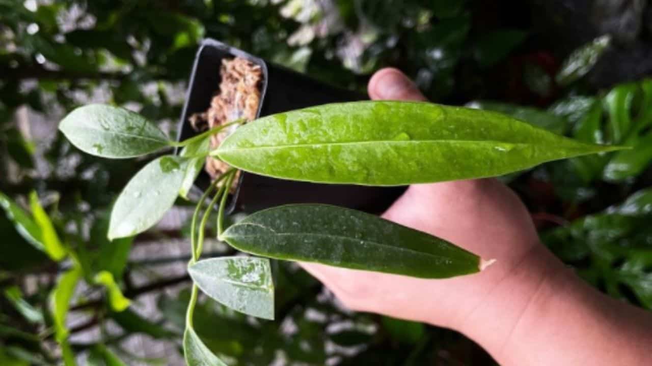 Anthurium Wendlingerii