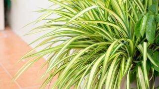 Brown Tips on Spider Plant Leaves