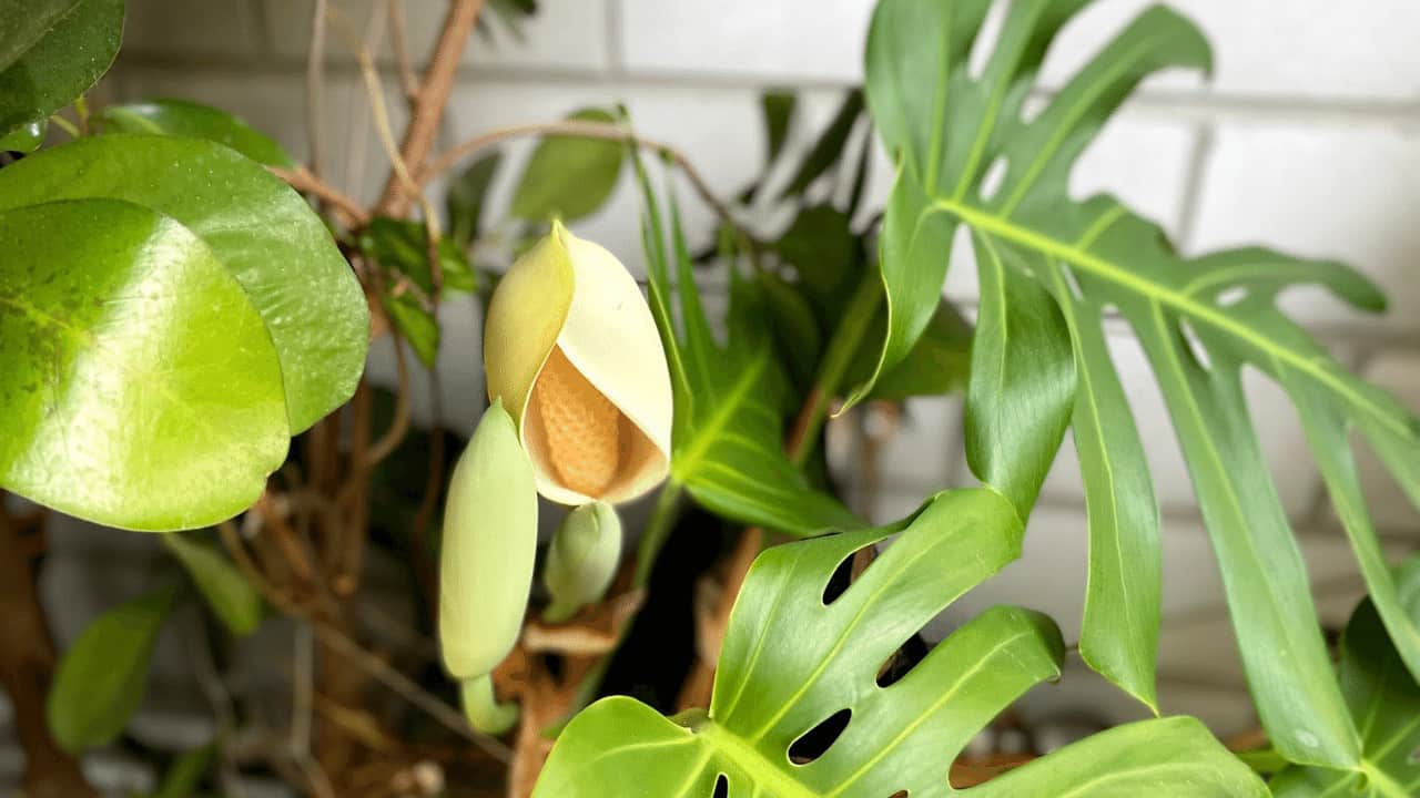 How To Pollinate Monstera and Philodendron