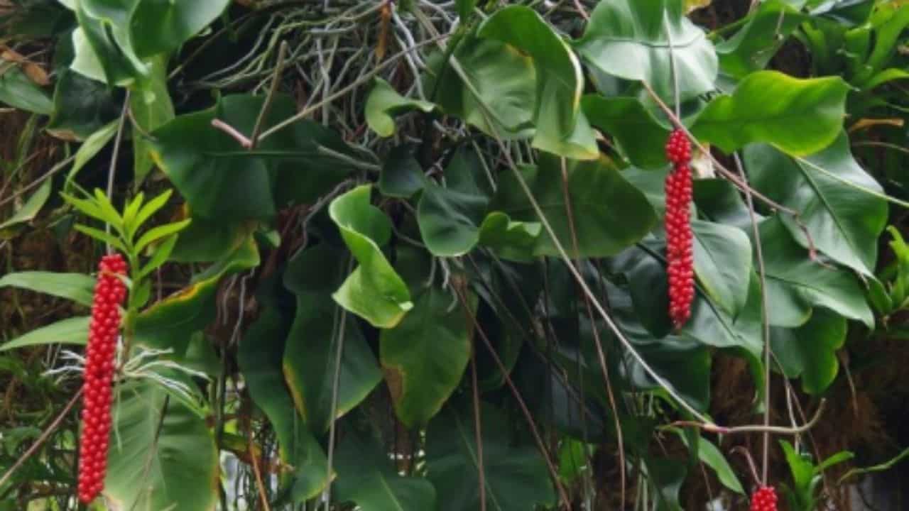 Anthurium Gracile