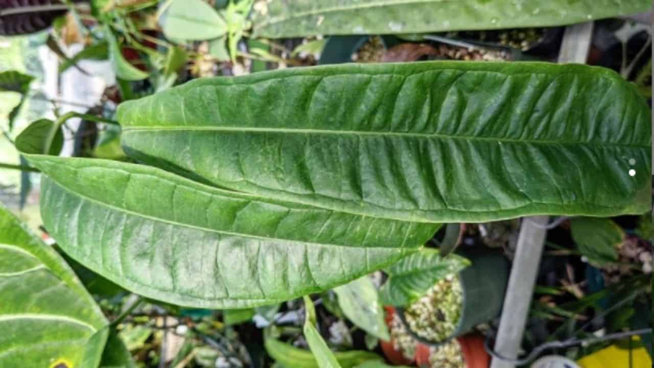 Anthurium Lutheri