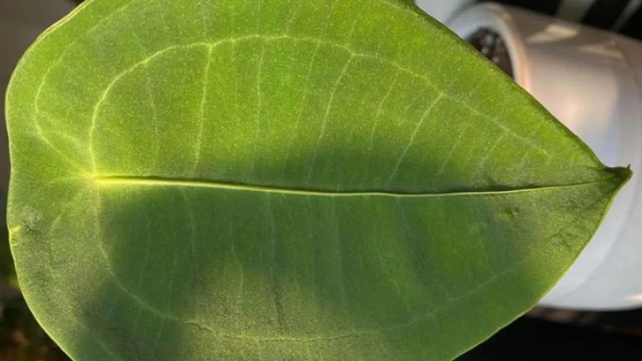 Anthurium Peltigerum