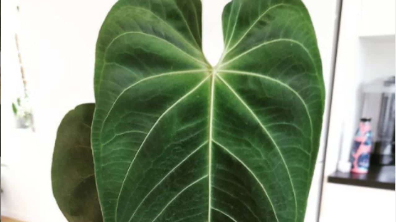 Anthurium Queremalense