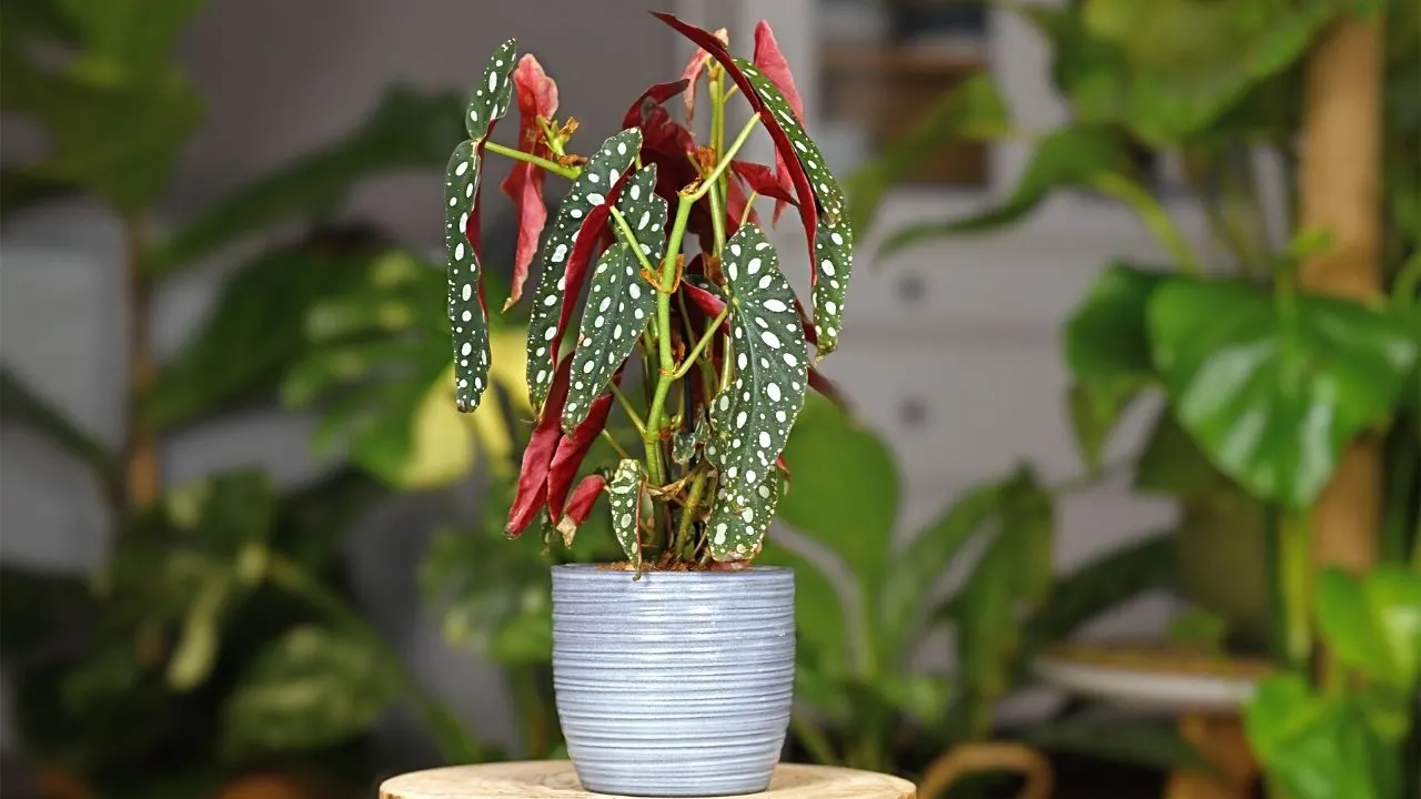 How to Propagate Begonia Maculata