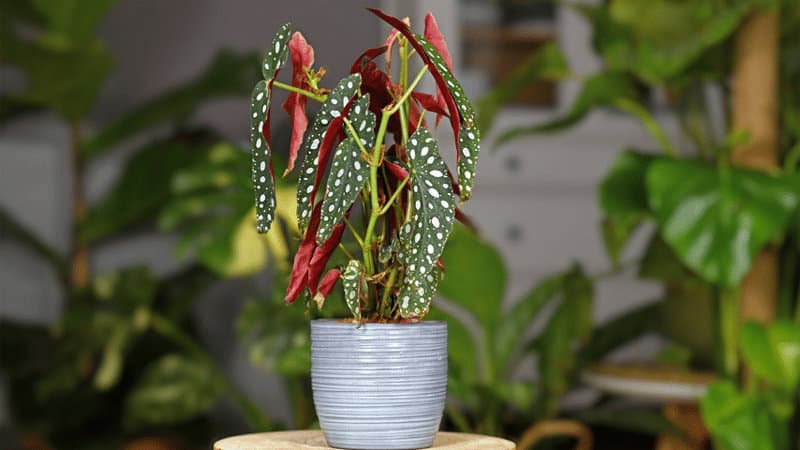 How to Revive Begonia Maculata