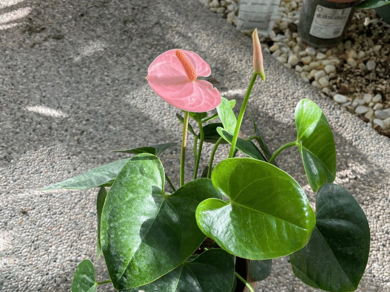 When And How To Water Anthurium