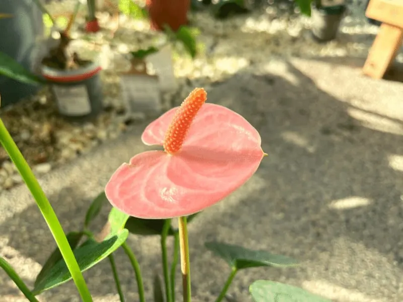 Why Anthurium Flowers Are Turning Brown