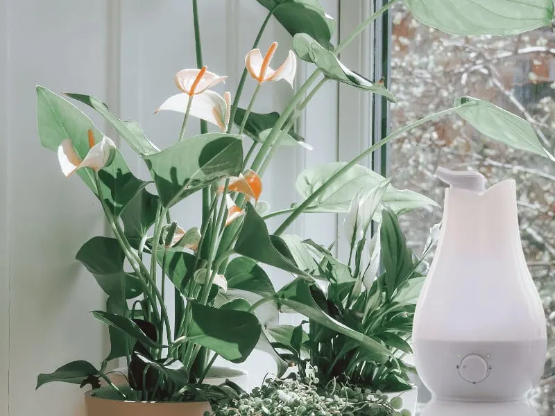 Anthurium needs high humidity