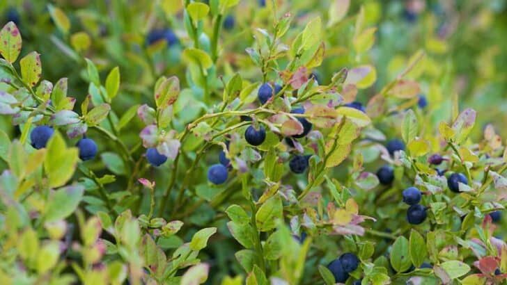 Blueberry Companion Plants — 15 Best Companion Plants