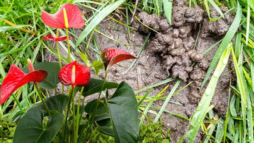 花烛属植物喜欢虫铸件吗?