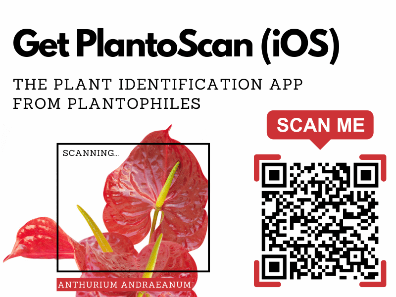 得到PlantoScan