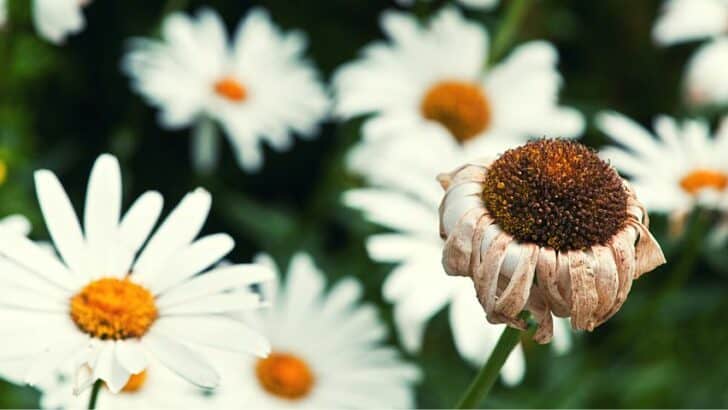 How to Deadhead Daisies — Deadheading For Better Blooms