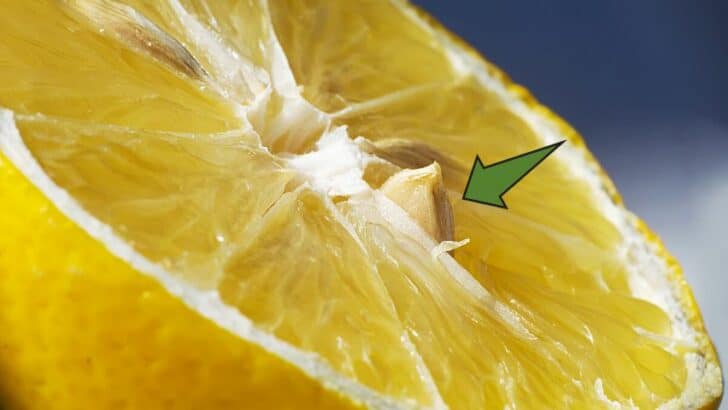 188金宝慱亚洲F1如何让柠檬种子发芽——从种子长成树