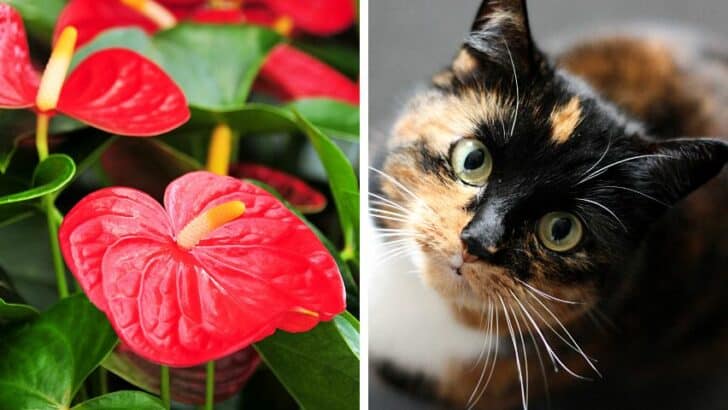 猫花烛属植物是有毒的吗?还是安全的猫?