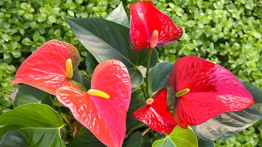 What Are the Easiest Anthuriums?