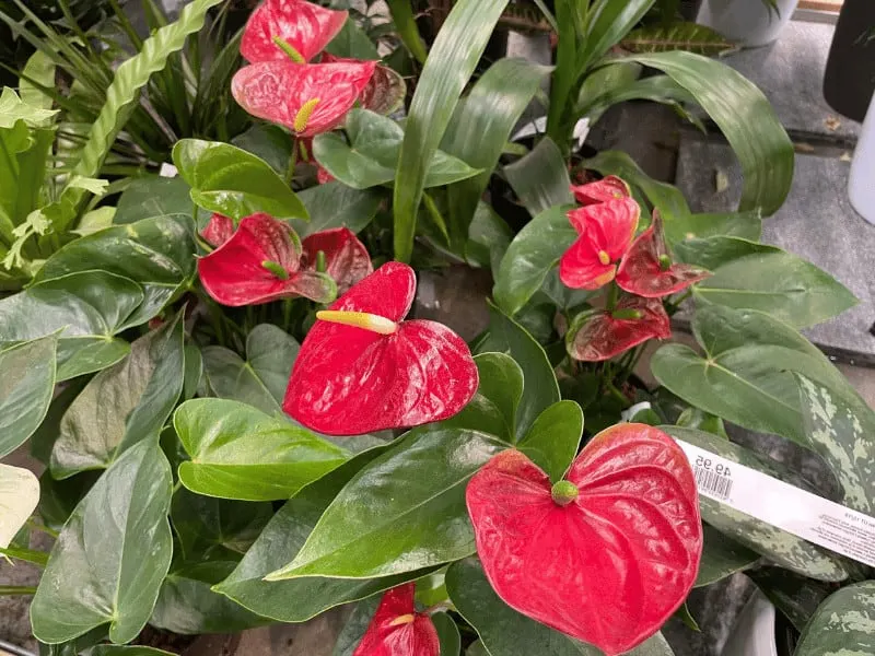 Anthurium andraeanum Care