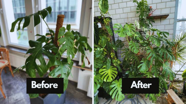 Grow a Gigantic Monstera deliciosa – Shocking Results!
